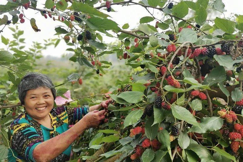 改玛尔村最新天气预报