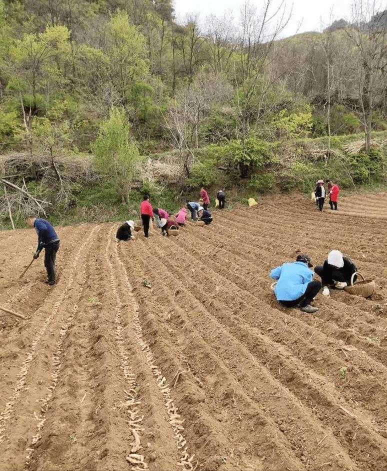 汉阳区农业农村局新项目推动农业现代化助力乡村振兴