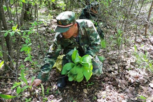 林下林场最新招聘信息及相关探讨解读