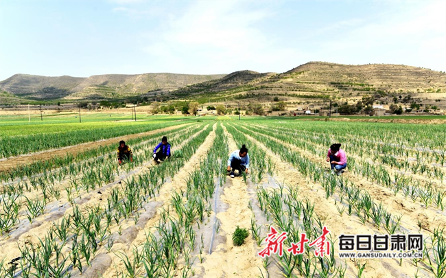 草滩村民委员会最新项目，乡村振兴与社区融合发展的实践探索